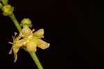 Incised agrimony